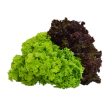 Genting Garden Mixed Coral Lettuce 1pack Discount