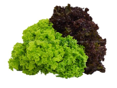 Genting Garden Mixed Coral Lettuce 1pack Discount