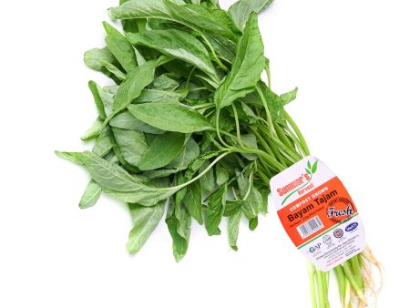 Summer Harvest Sharp Spinach (Bayam Tajam) 250g Supply